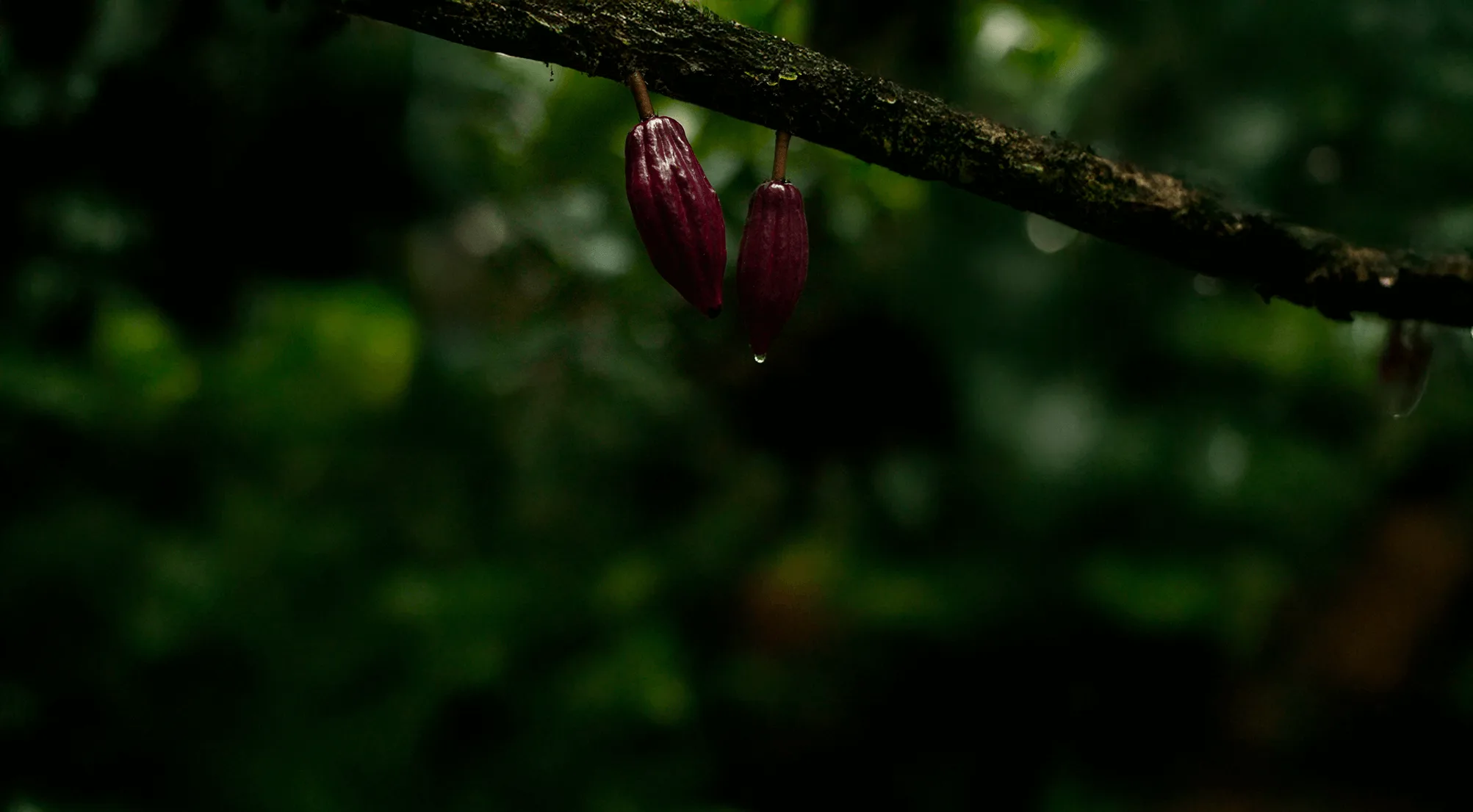 Amazon Forest Background