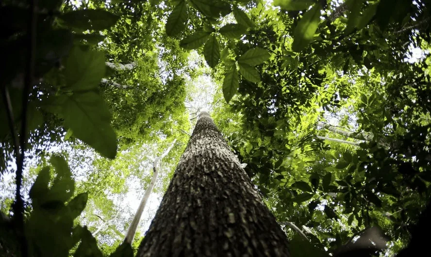 Lab acelera dois projetos no Brasil para apoiar agricultura regenerativa e bioeconomia